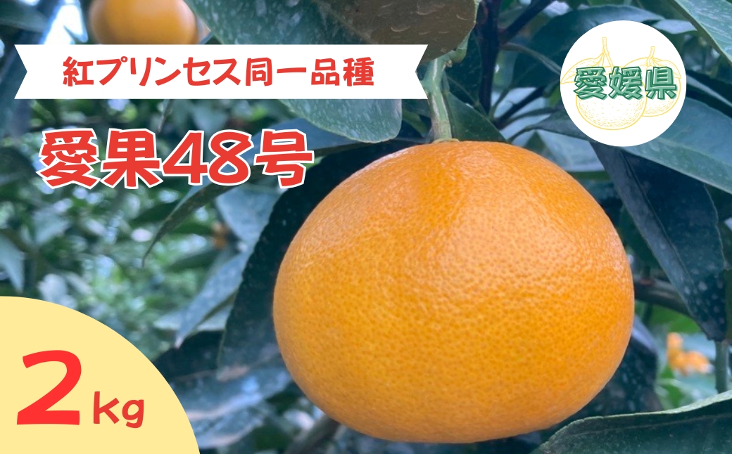 【2026年3月発送予定】愛果48号 2kg L～2Lサイズ 紅プリンセス同一品種 農園直送 みかん 愛媛 人気 数量限定 先行予約 柑橘 伊予市｜B169