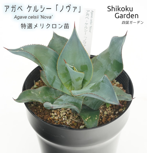 アガベ ケルシー 「ノヴァ」 5号黒鉢 四国ガーデン 人気 多肉植物 インテリア 観葉植物 グリーン リラックス 初心者でも育てやすい｜B181