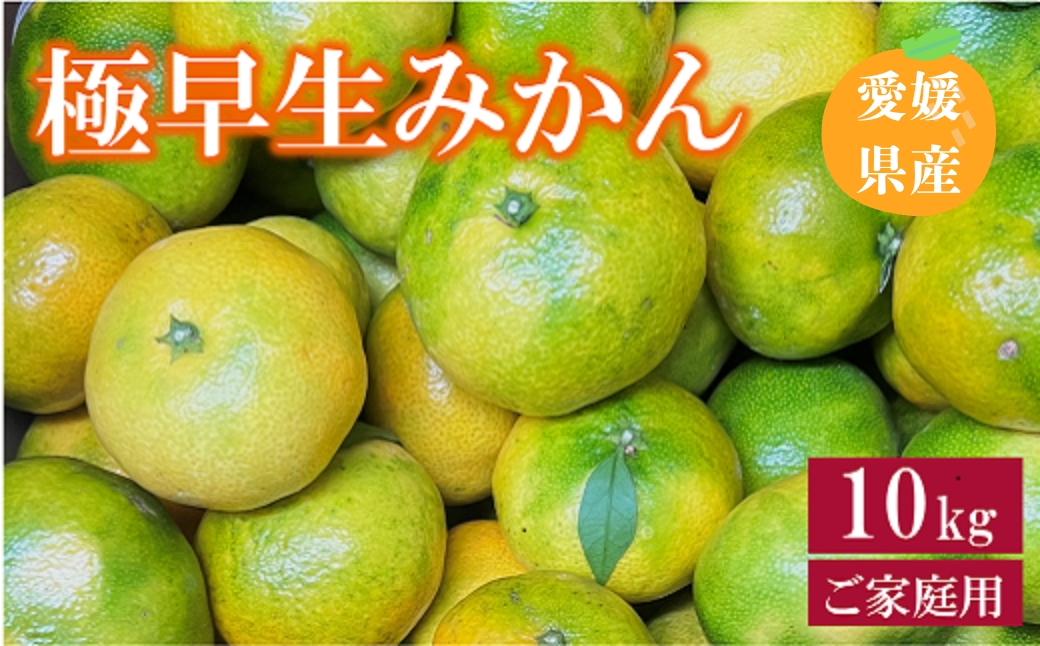 極早生みかん 10kg ご家庭用 農園直送 先行予約 10月発送 愛媛 数量限定 愛媛県産 人気 柑橘 伊予市｜B254