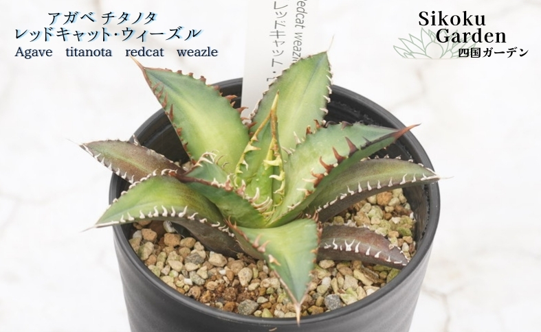 アガベ・チタノタ「レッドキャット・ウィーズル」 3.5号鉢 四国ガーデン 人気 多肉植物 インテリア 観葉植物 グリーン リラックス｜B324