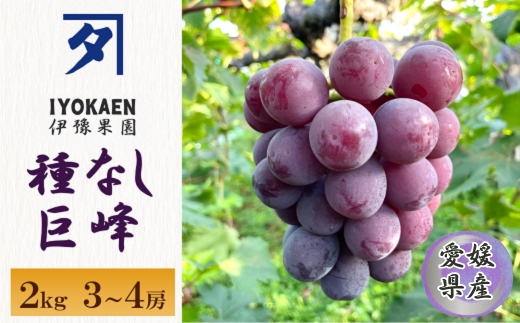 種なし巨峰 約2kg 【2026年先行予約・2026年8月から順次発送予定】 ぶどう 葡萄 果物 愛媛 人気 伊豫果園 伊予市｜B389