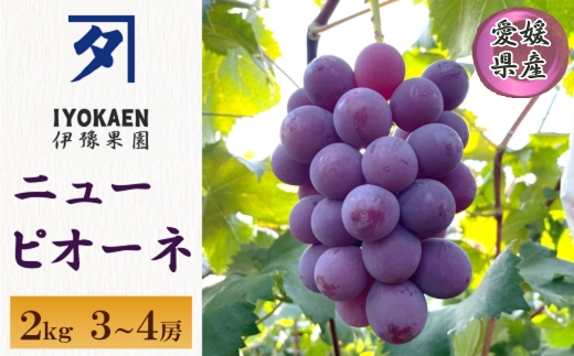 ニューピオーネ 約2kg 【2026年先行予約・2026年8月上旬から順次発送予定】 ぶどう 葡萄 種無し 果物 愛媛 人気 伊豫果園 伊予市｜B390