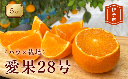みかん 愛媛 愛果28号（ハウス栽培）5kg 紅まどんなと同一品種 家庭用 サイズミックス 【2025年12月中旬から順次配送予定】 人気 数量限定 柑橘 伊予市｜B40