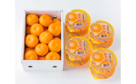 みかん 愛媛 ハウスみかん＆伊予柑ゼリー 【先行予約】 【2024年7月発送】 人気 数量限定 柑橘 伊予市｜B41