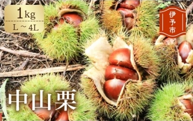 中山栗 L～4Lサイズ 1kg 愛媛県ブランド 大粒 濃厚な甘み ホクホク 焼き栗 栗ごはん 中山町 伊予市 愛媛 | B423