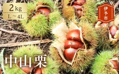中山栗 L～4Lサイズ 2kg 愛媛県ブランド 大粒 濃厚な甘み ホクホク 焼き栗 栗ごはん 中山町 伊予市 愛媛 | B424