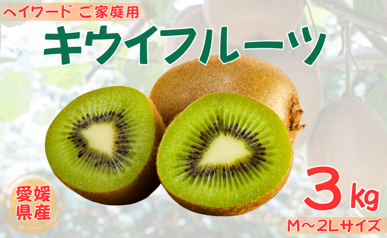 ご家庭 キウイ 3kg 愛媛 国産キウイフルーツ ヘイワード 【2025年11月以降発送】 数量限定 伊予市｜B442