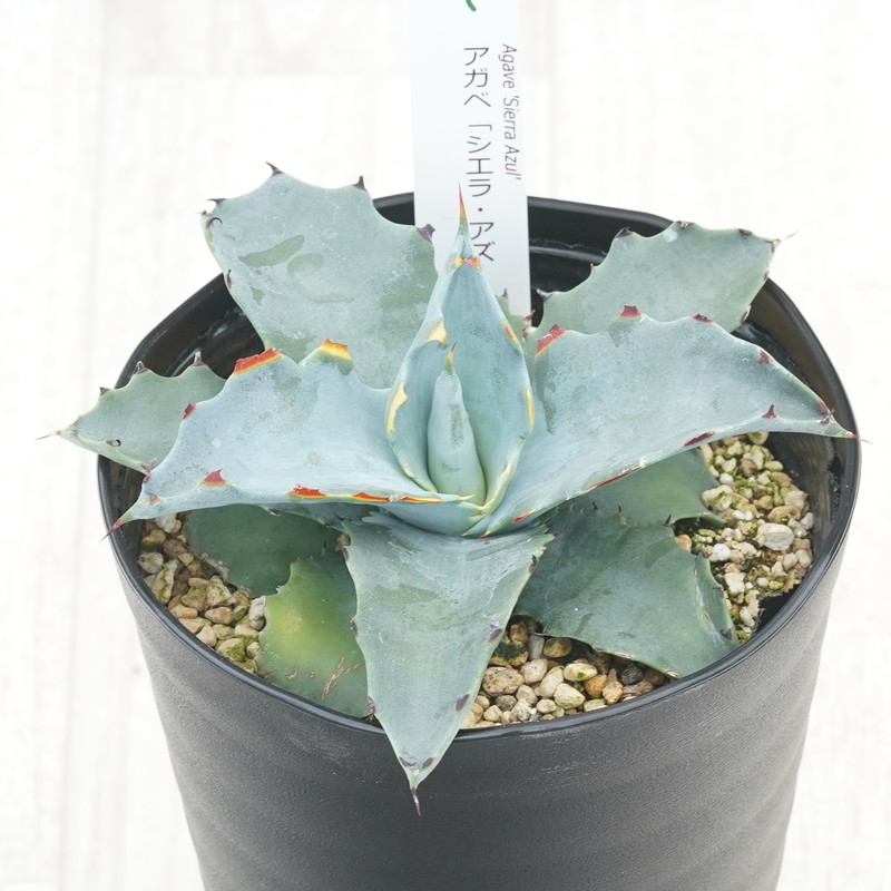 アガベ「シエラ・アズール」4.5号鉢 四国ガーデン 人気 多肉植物 インテリア 観葉植物 グリーン リラックス | B453
