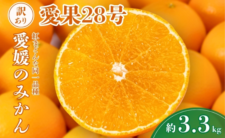 愛果28号 約3.3kg ご家庭用 みかん 紅まどんなと同品種 柑橘 愛媛 【12月から順次発送予定】 先行予約 数量限定 人気 伊予市｜B456