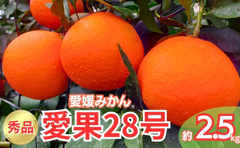 みかん 愛果28号 秀品 約2.5kg バラ詰め 【12月中旬から順次発送予定】 紅まどんなと同一品種 愛媛 人気 柑橘 国産 フルーツ 伊予市｜B508