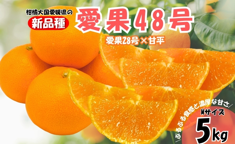 みかん 愛果48号 5kg Mサイズ バラ詰め 紅プリンセスと同一品種 農園直送 先行予約 【3月上旬から順次発送予定】 愛媛 数量限定 愛媛県産 人気 柑橘 伊予市｜ B513