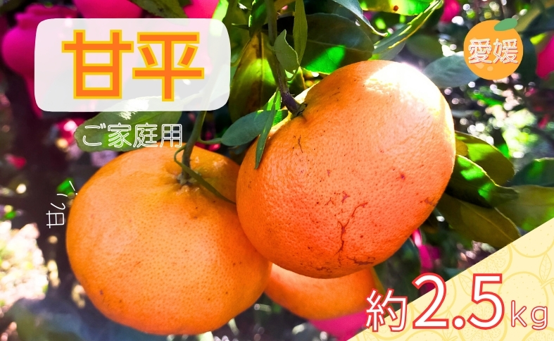 みかん 甘平 約2.5kg バラ詰め 数量限定【2月上旬から順次発送予定】  愛媛 人気 柑橘 国産 フルーツ 伊予市｜B519