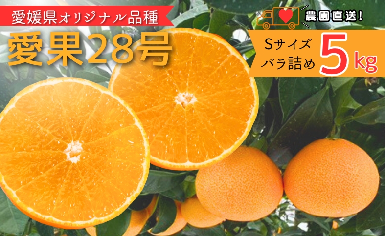みかん 愛果28号 5kg Sサイズ バラ詰め 紅まどんなと同一品種 農園直送 先行予約 【11月中旬から順次発送予定】 愛媛 数量限定 愛媛県産 人気 柑橘 伊予市｜ B528