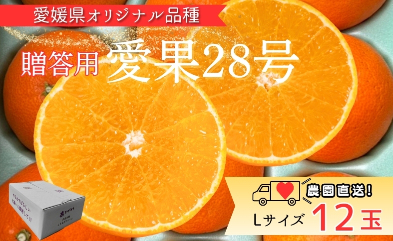 みかん 愛果28号 Lサイズ 12玉 贈答用 紅まどんなと同一品種 農園直送 先行予約 【11月中旬から順次発送予定】 愛媛 数量限定 愛媛県産 人気 柑橘 伊予市｜ B531