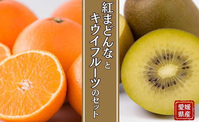 みかん 愛媛 サンゴールドキウイ ゴールドキウイ 【2025年11月下旬順次発送予定】 サンゴールドまたはゴールドキウイと紅まどんなのセット 人気 数量限定 柑橘 伊予市｜B88