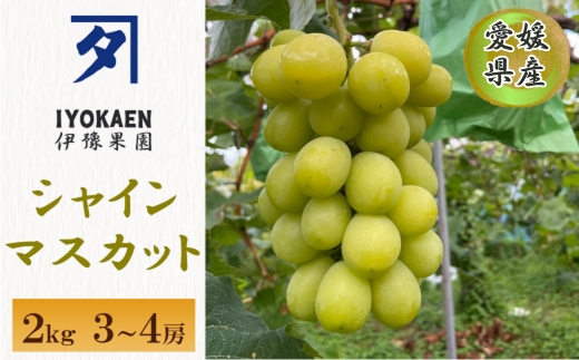 シャインマスカット 約2kg 【2026年先行予約・2026年9月から順次発送予定】 ぶどう 葡萄 果物 愛媛 人気 伊豫果園  伊予市｜C108