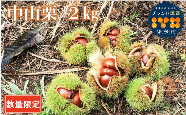 中山栗 2kg 秀2Lまたは3Lサイズ 日本三大栗 国産 栗きんとん 栗ご飯 甘露煮 マロン 焼き栗 茹で栗 渋皮煮 栗おこわ モンブラン 秋の味覚 特産品 愛媛県 伊予市 伊予市ブランド認定品 【季節限定】 【数量限定】 | C11