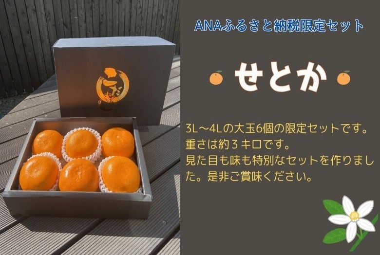 みかん 愛媛 せとか 約3kg 5～6玉（3L～4Lサイズ） 贈答用 化粧箱入り 先行予約 【2026年2月以降発送】 数量限定 愛媛県産 人気 柑橘 伊予市｜C123