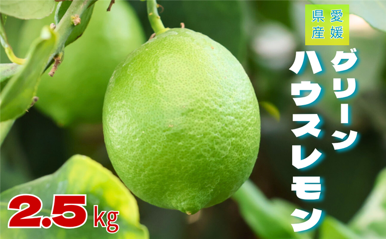  レモン グリーンレモン 愛媛 温室レモン ハウスレモン 2.5kg 【8月下旬から順次発送予定】 数量限定 檸檬 柑橘 フルーツ ビタミン 国産 伊予市｜C132