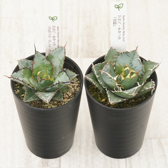 多肉植物 インテリア アガベ チタノタ銘品2種 セット 3.5号鉢 白鯨 ブラック＆ブルー 四国ガーデン 人気 観葉植物 グリーン リラックス 伊予市｜C134