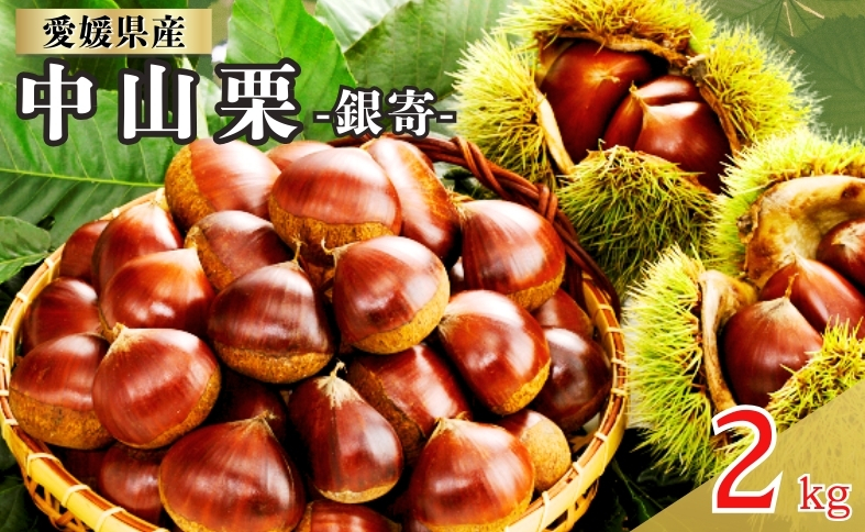 中山栗 銀寄 2Lサイズ 2kg 愛媛県ブランド 栗 クリ 冷蔵便 濃厚な甘み ホクホク 焼き栗 栗ごはん 中山町 伊予市 愛媛｜C142