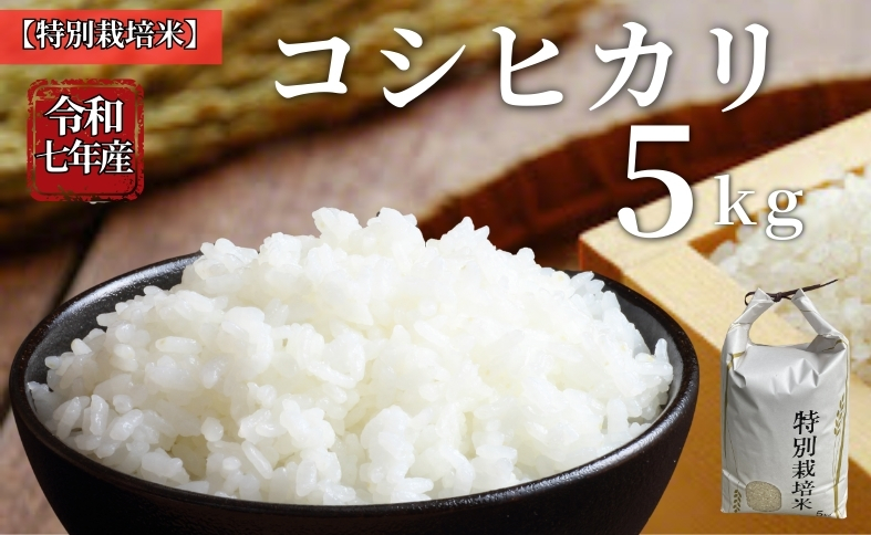 お米 令和7年産 5kg コシヒカリ 特別栽培米  先行予約  【2025年10月以降発送】 精米 米 こめ コメ 白米 ごはん ライス 愛媛 伊予市｜C151
