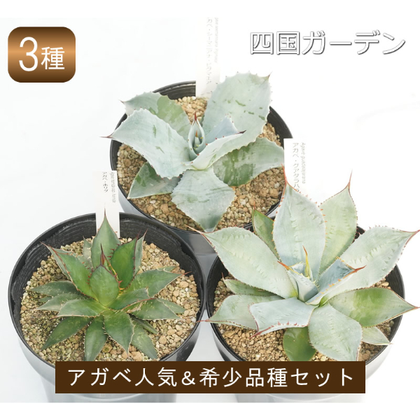 多肉植物 インテリア アガベ 人気品種おまかせ3ポットセット 5号黒鉢 四国ガーデン 人気 観葉植物 グリーン リラックス 初心者でも育てやすい 伊予市｜C22