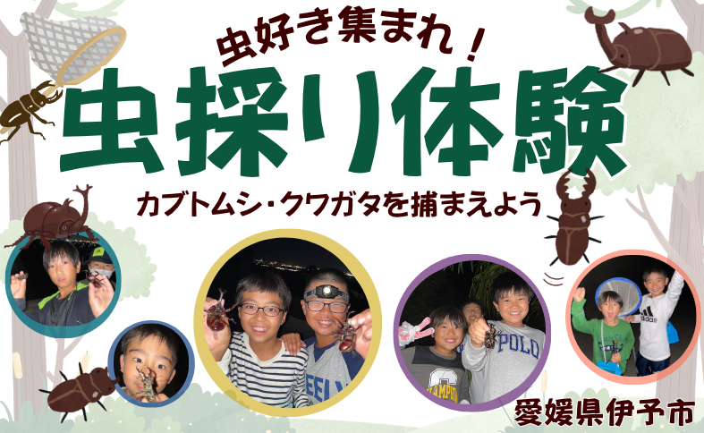 虫採り合宿（カブトムシ・クワガタ）in伊予市～向井虫店プレゼンツ～ 虫採り体験 体験型 虫 虫好き カブトムシ ヒラタクワガタ ノコギリクワガタ コクワガタ 愛媛県 伊予市 | C40