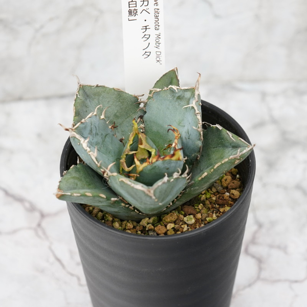 アガベ・チタノタ ”白鯨” 4.5号鉢 四国ガーデン 人気 多肉植物 インテリア 観葉植物 グリーン リラックス｜C74