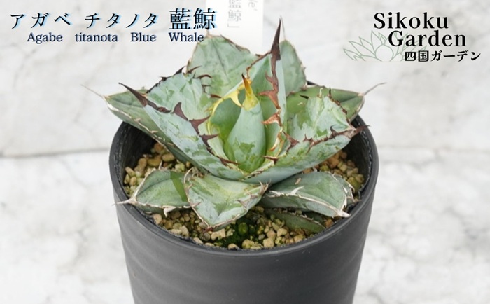 アガベ・チタノタ「藍鯨」 3.5号鉢 四国ガーデン 人気 多肉植物 インテリア 観葉植物 グリーン リラックス｜C78
