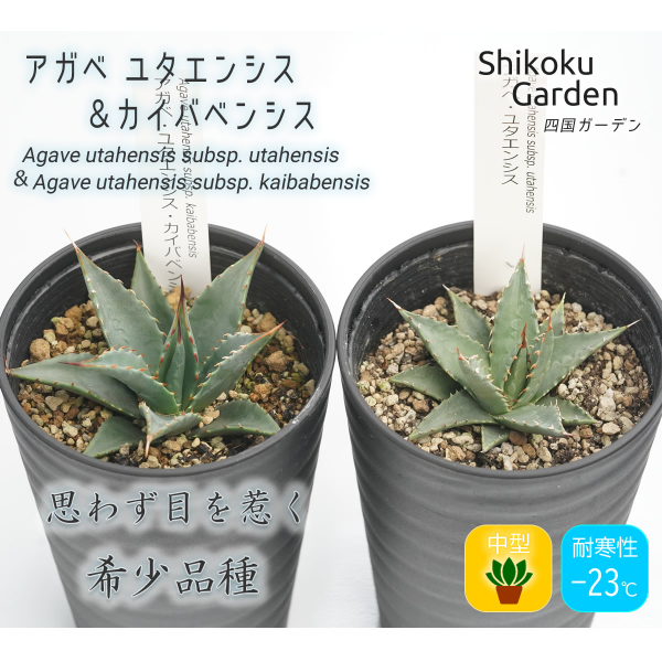 多肉植物 インテリア アガベ ユタエンシス＆ユタエンシス・カイバベンシス 3.5号黒鉢 四国ガーデン 各１ポット 人気 観葉植物 グリーン リラックス 初心者でも育てやすい｜D09