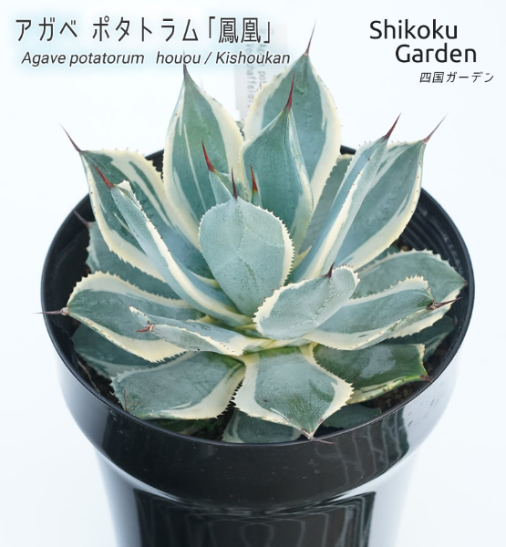 アガベ ポタトラム「鳳凰」 5号黒鉢 数量限定 四国ガーデン 人気 多肉