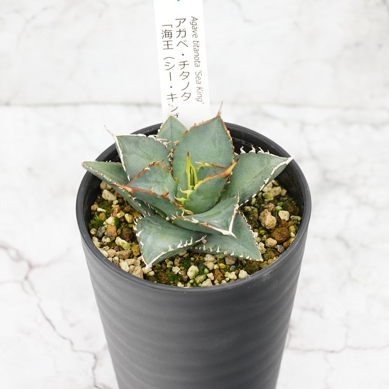 アガベ・チタノタ 海王 3.5号鉢 四国ガーデン 人気 多肉植物 インテリア 観葉植物 グリーン リラックス｜D21