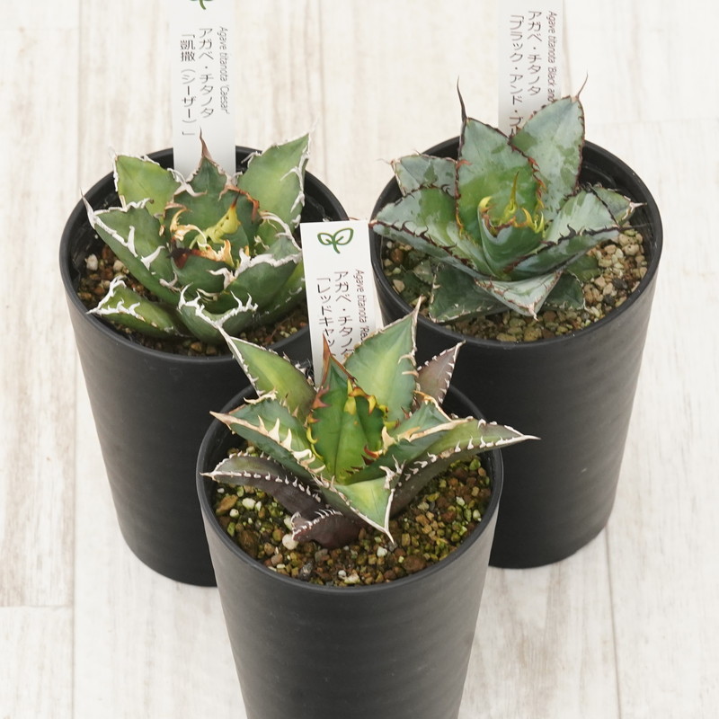 アガベ チタノタ銘品3種セット （赤猫・シーザー・ブラック