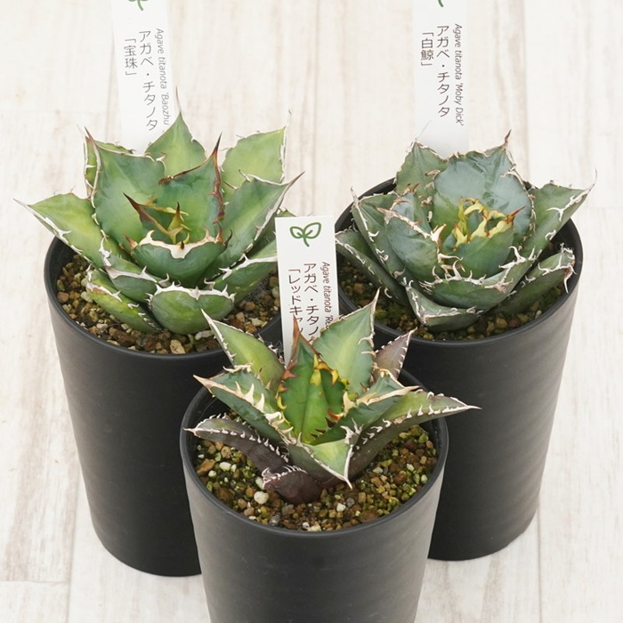 多肉植物 インテリア アガベ チタノタ銘品3種 セット 3.5号鉢 白鯨 赤猫 宝珠 四国ガーデン 人気 観葉植物 グリーン リラックス 伊予市｜D53