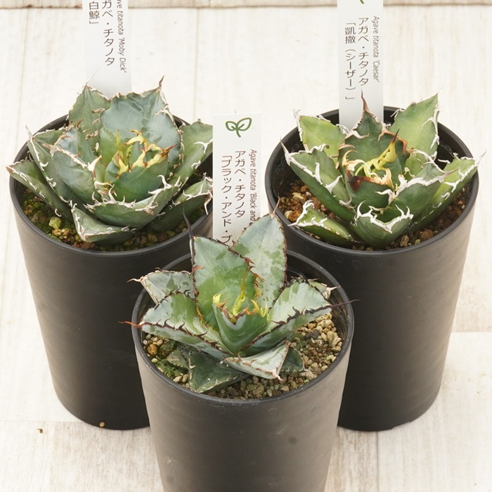 多肉植物 インテリア アガベ チタノタ銘品3種 セット 3.5号鉢 白鯨 シーザー ブラック＆ブルー 四国ガーデン 人気 観葉植物 グリーン リラックス 伊予市｜D54