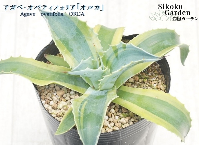 アガベ・オバティフォリア「オルカ」4号 四国ガーデン 人気 多肉植物 インテリア 観葉植物 グリーン リラックス | E18