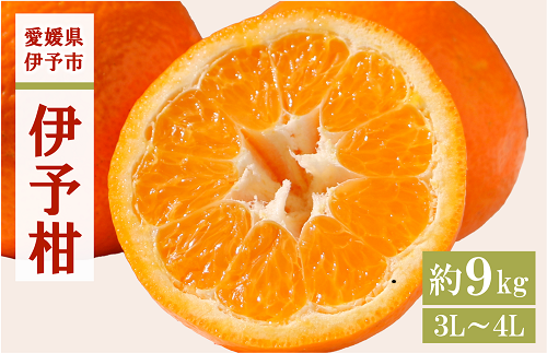 みかん 愛媛 伊予柑 3L～4Lサイズ（約9kg）【2026年1月中旬から順次発送予定】 人気 数量限定 柑橘 伊予市｜B160
