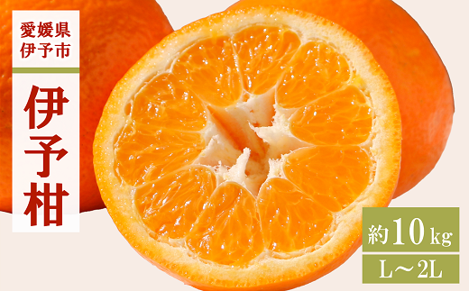 みかん 愛媛 伊予柑 L～2Lサイズ（約10kg）【2026年1月中旬から順次発送予定】 人気 数量限定 柑橘 伊予市｜B161
