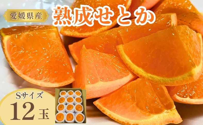 せとか 約1.4kg 12玉 みかんのおと みかん 愛媛 先行予約 【2026年4月以降発送】 数量限定 愛媛県産 人気 柑橘 伊予市｜B322