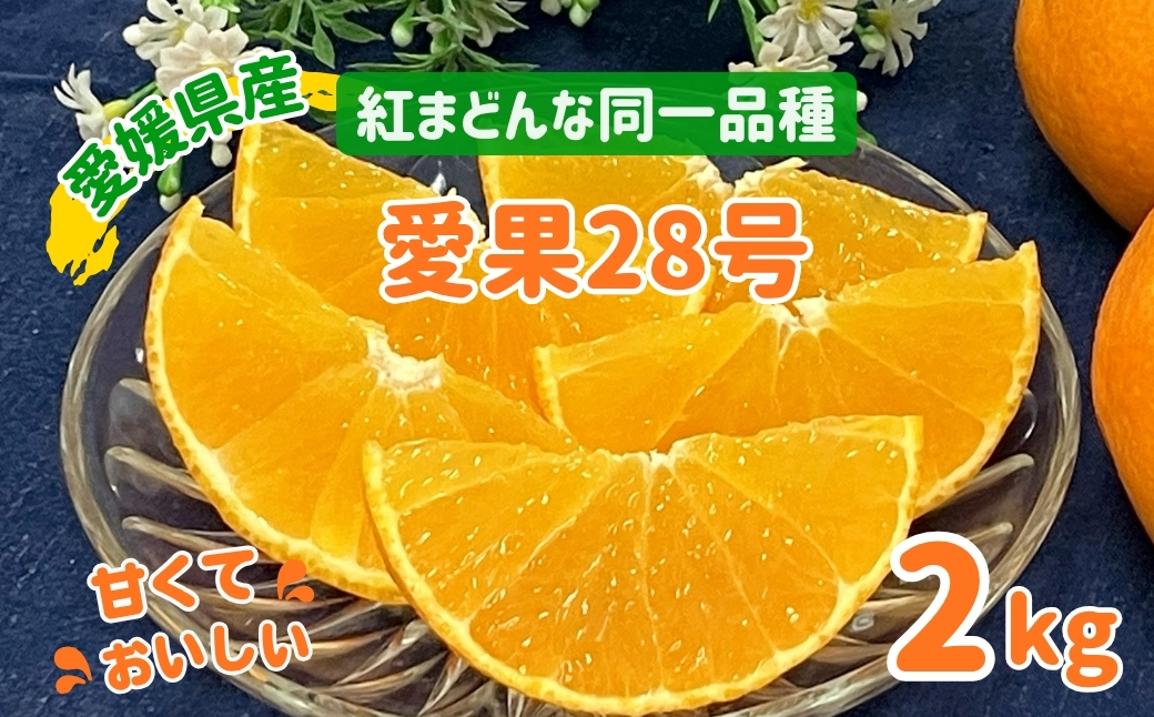 愛果28号 2kg みかん 紅まどんなと同一品種 農園直送 先行予約 12月から順次発送 愛媛 数量限定 愛媛県産 人気 柑橘 伊予市｜B333