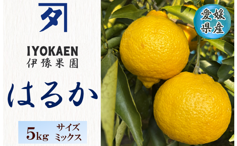 はるか サイズミックス  約5kg ご家庭用 みかん 愛媛 人気  柑橘 伊豫果園 伊予市 | B386