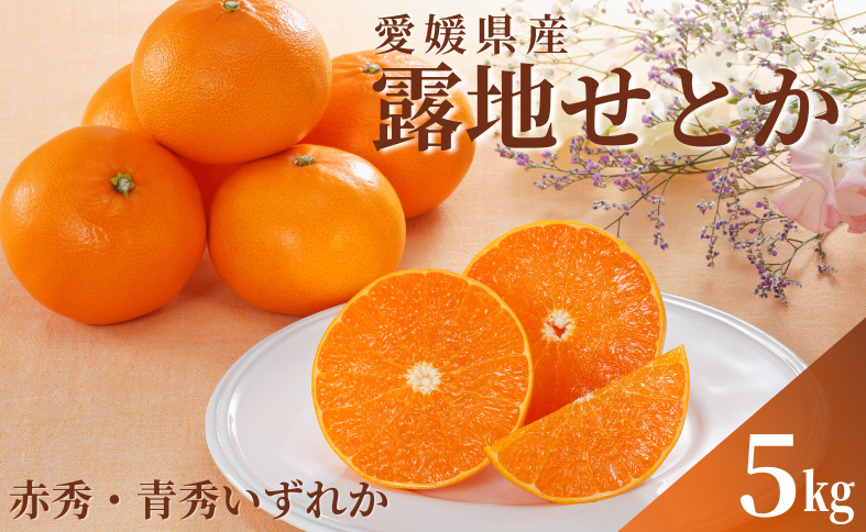 みかん 愛媛 せとか（露地）赤秀・青秀いずれか 【2026年2月下旬から順次発送予定】 約5kg Ｌ～3Ｌ 人気 数量限定 柑橘 伊予市｜C44