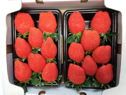 大竹農園直送　イチゴ「かおり野」 贈答用　６パック　【１月～４月配送】