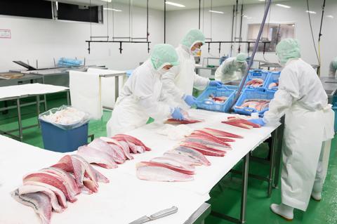 異次元の鮮度！宇和海産「超冷薫」冷凍真鯛 皮なしフィーレ（5kg）