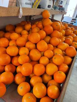 愛媛県西予市明浜産 浜のみかん屋直送 伊予柑（4kg）