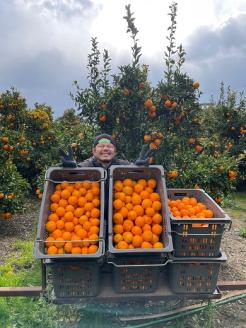 愛媛県西予市明浜産 浜のみかん屋直送 ポンカン 訳あり（９kg）