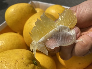 愛媛県明浜産　天晴晩柑（河内晩柑）　10kg