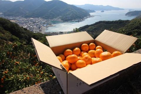 【訳あり】黒田農園直送　西宇和産温州みかん　10㎏(南柑20号、サイズ不揃い)