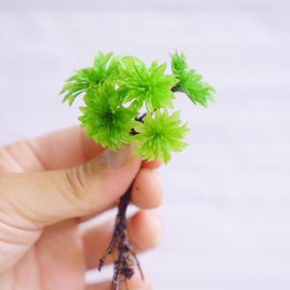 コウヤノマンネングサ・オオカサゴケ・ヒノキゴケの苔テラリウム用3種パック 人工栽培最高品質